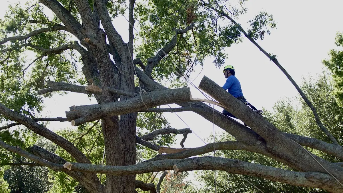 Professional Hazardous Tree Removal performed by certified arborists in Waterville